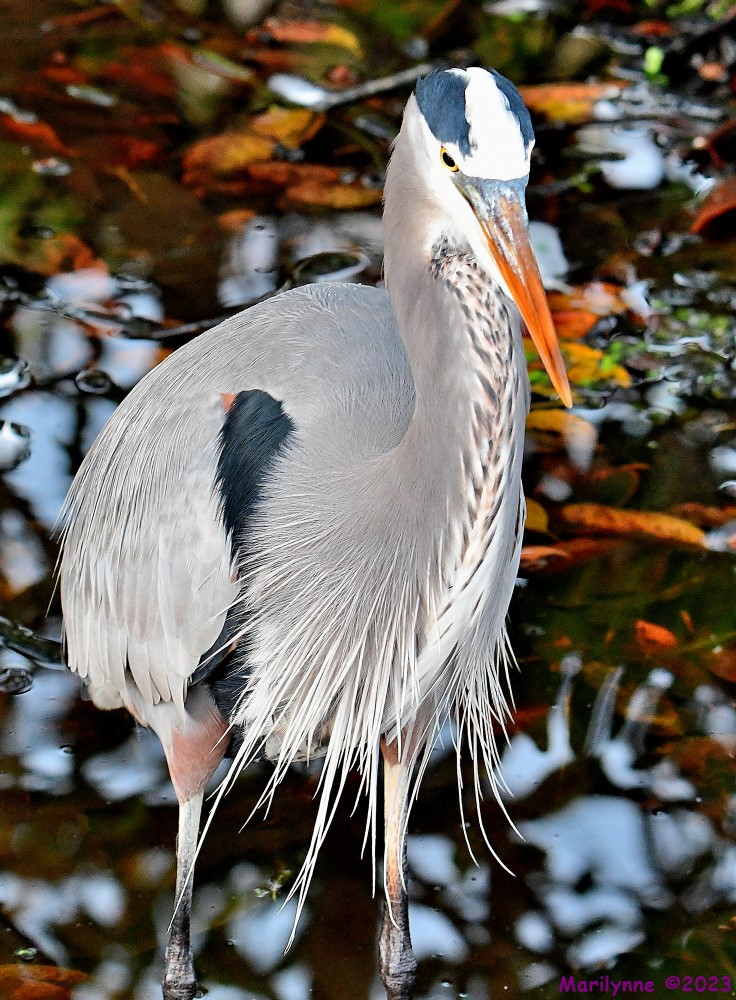 DSC_9813_001.JPG