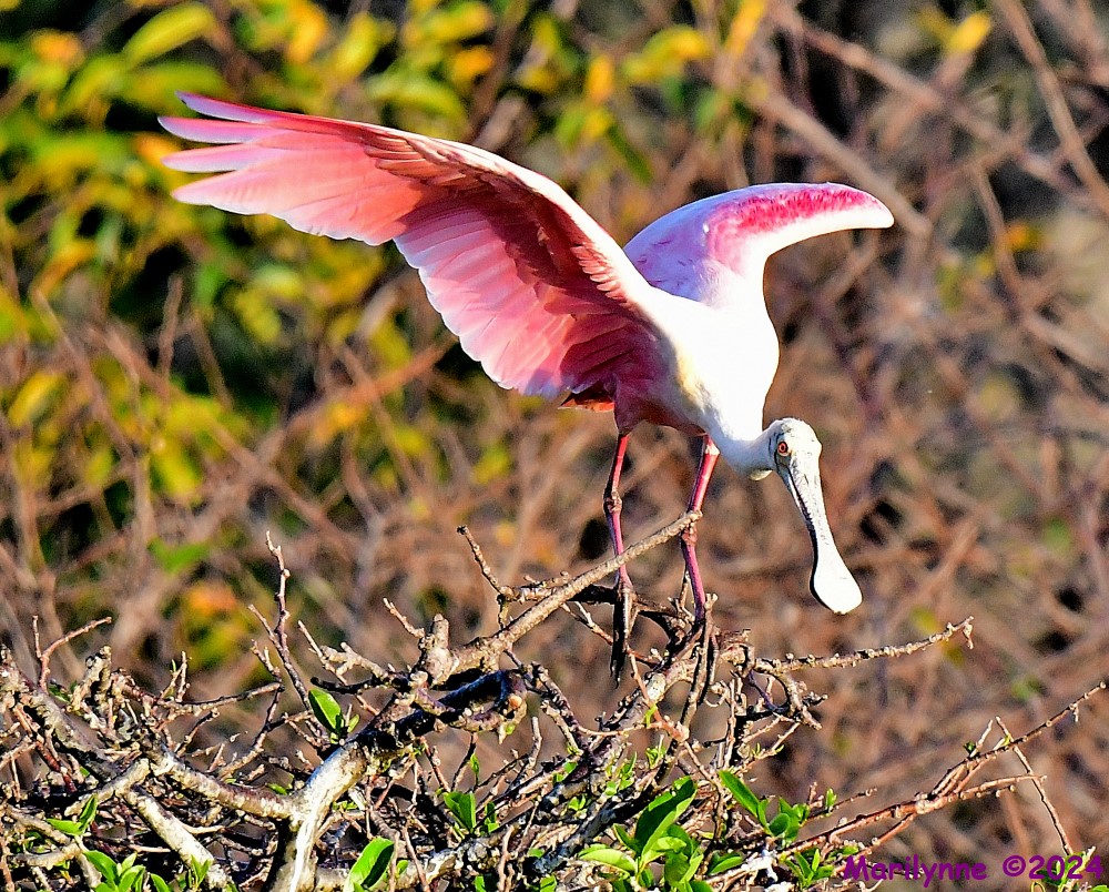 DSC_9814_001.JPG