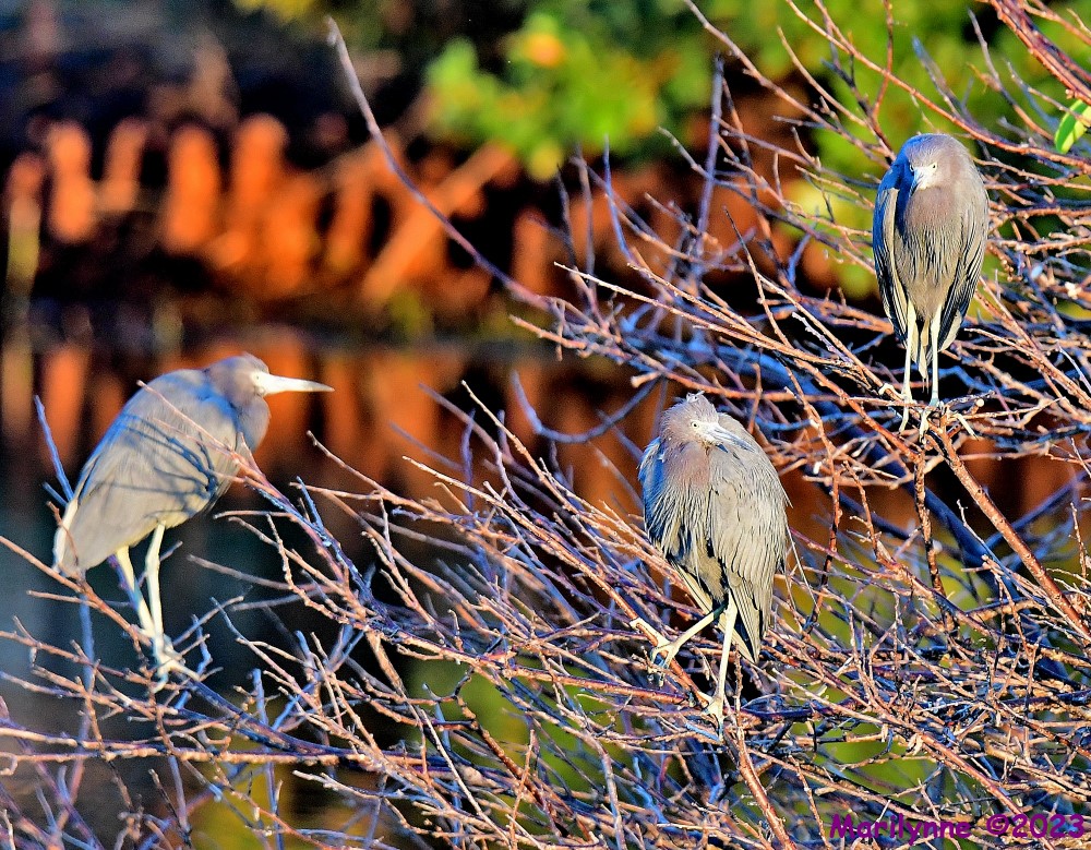 DSC_9818_001.JPG