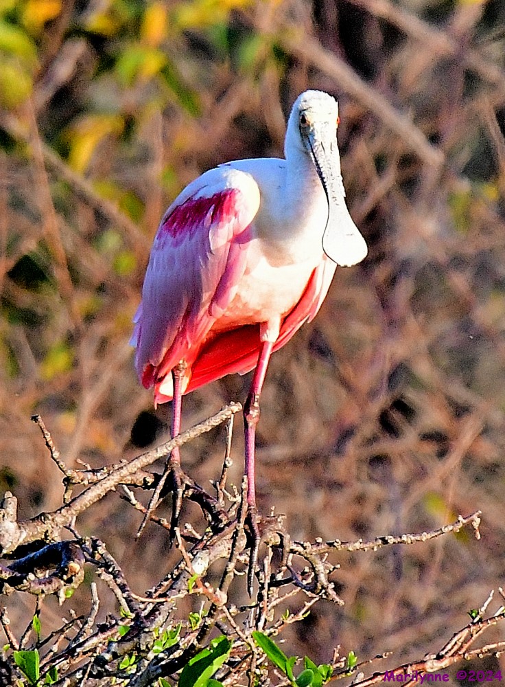 DSC_9818_001.JPG