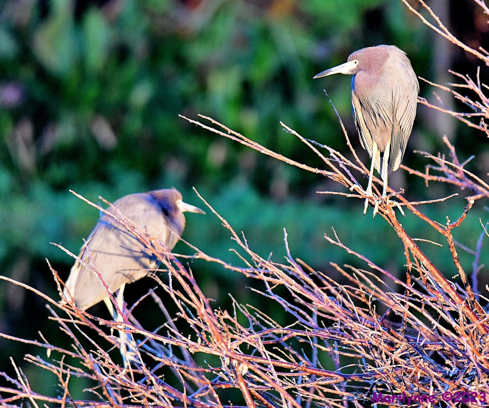 DSC_9819_001.JPG