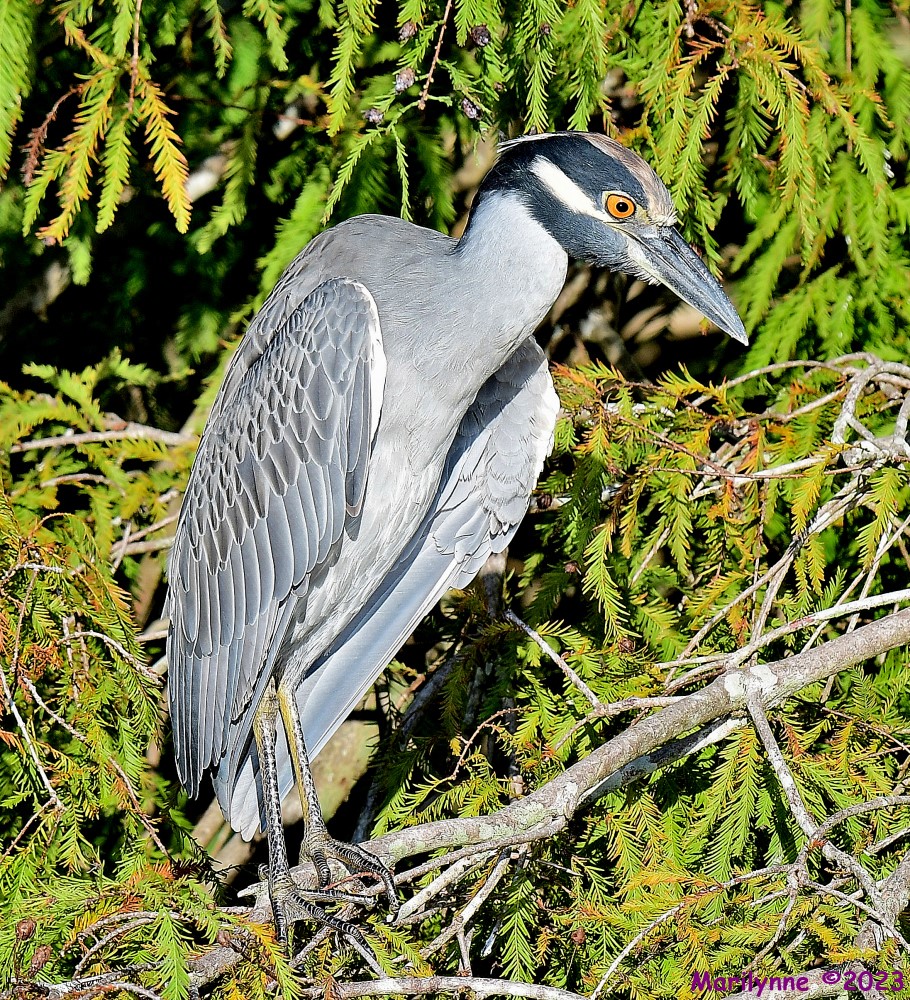 DSC_9819_001.JPG