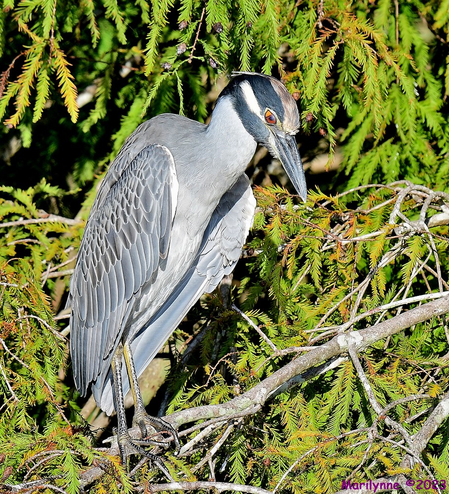 DSC_9820_001.JPG
