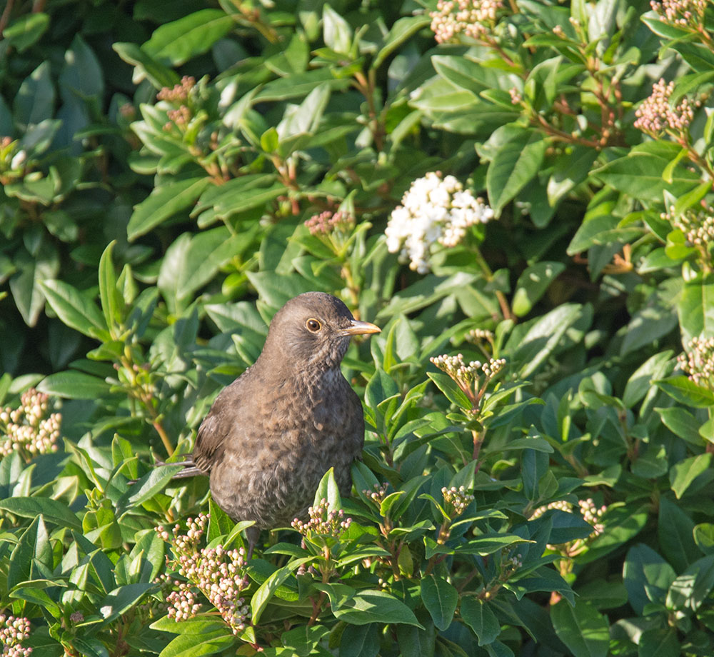 DSC_9821.jpg