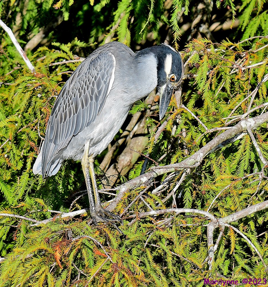 DSC_9825_001.JPG