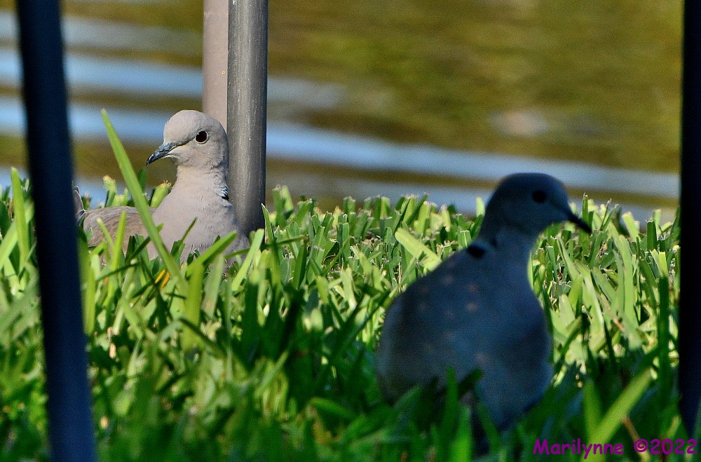 DSC_9826_001.JPG