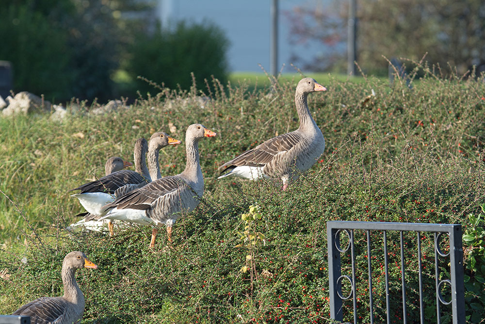 DSC_9828.jpg