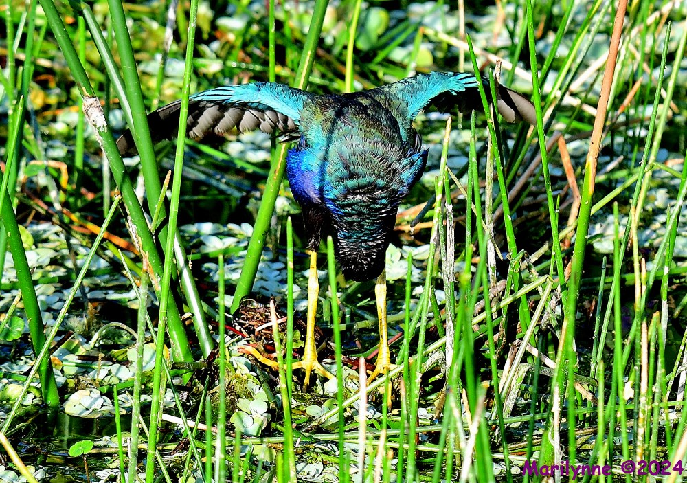 DSC_9830_001.JPG