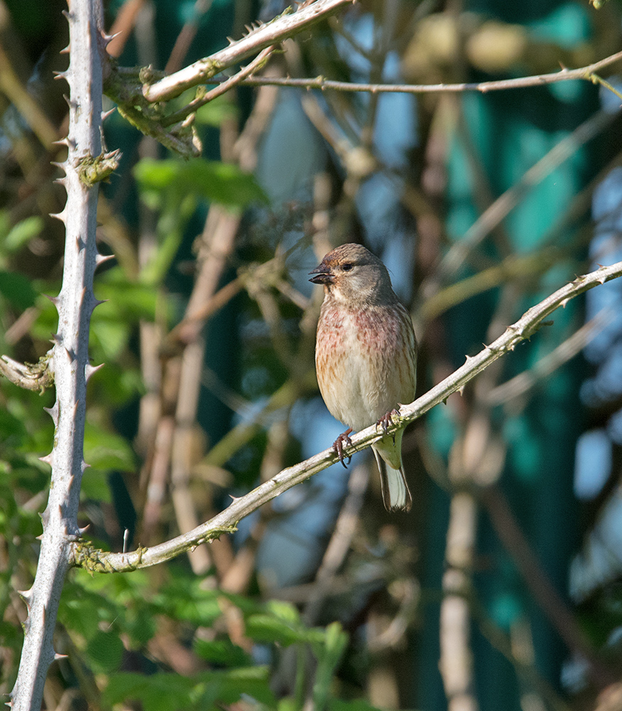 DSC_9831.jpg