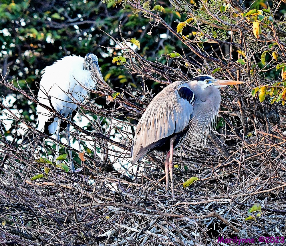 DSC_9831_001.JPG