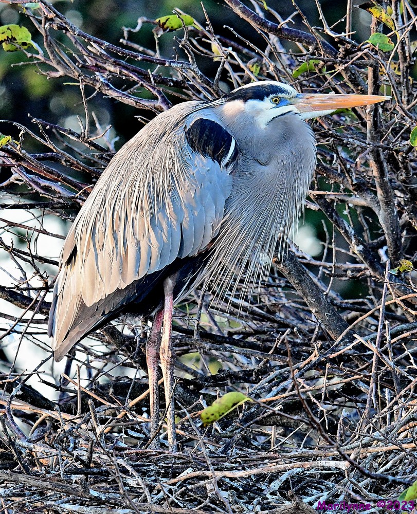 DSC_9832_001.JPG