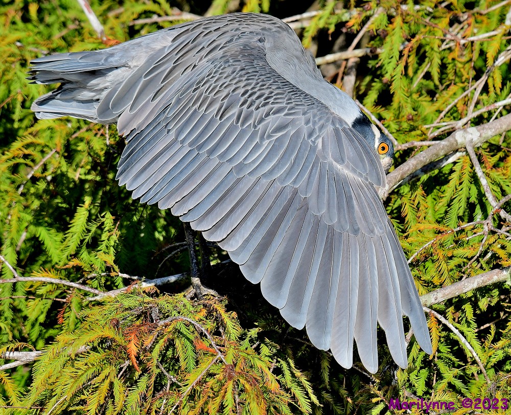 DSC_9832_001.JPG