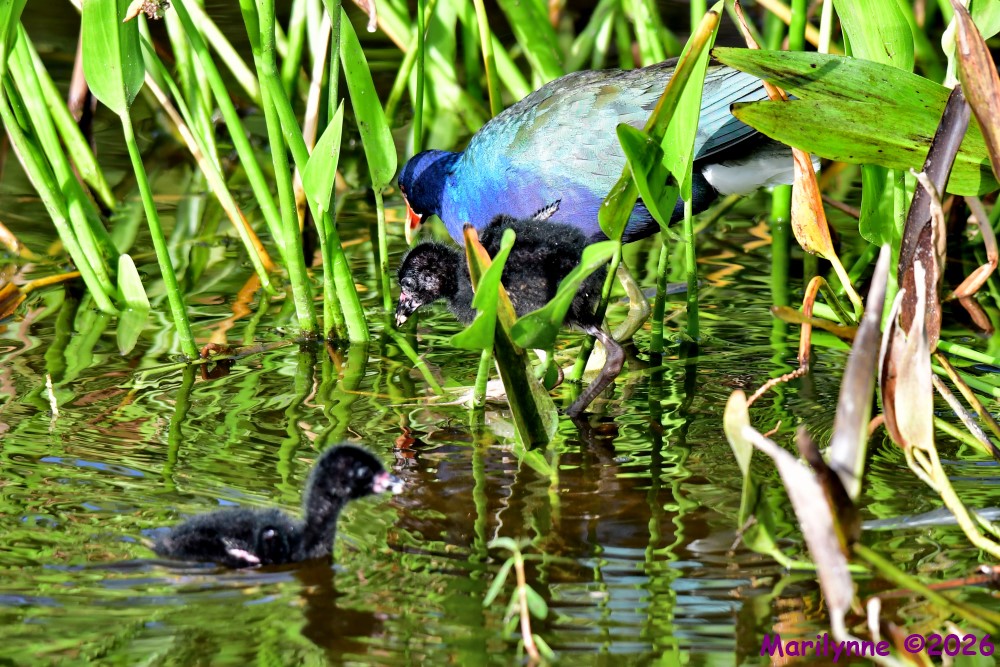DSC_9835_001.JPG