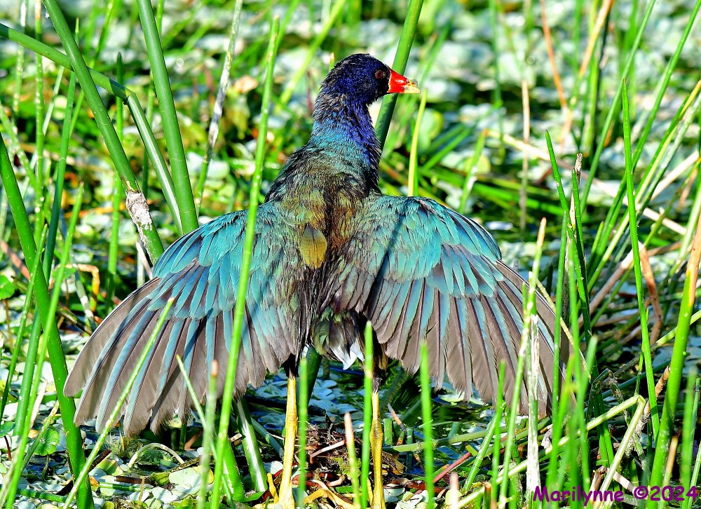 DSC_9836_001.JPG