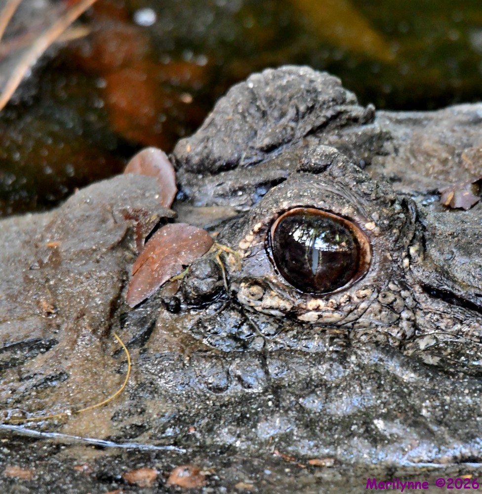 DSC_9837_001.JPG