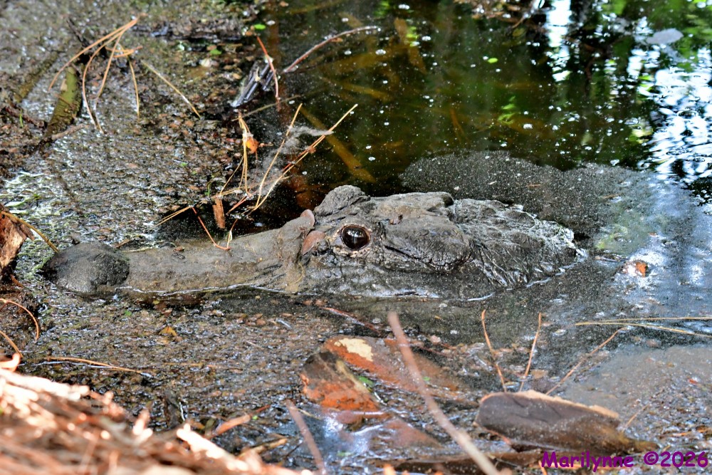 DSC_9839_001.JPG