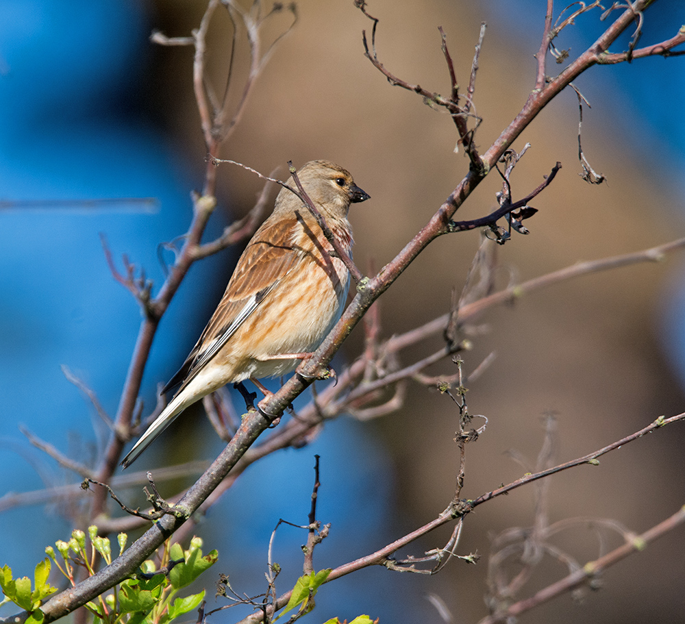 DSC_9840.jpg
