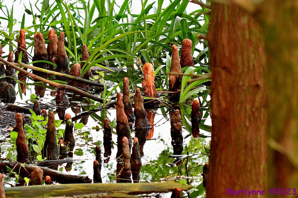 DSC_9840_001.JPG