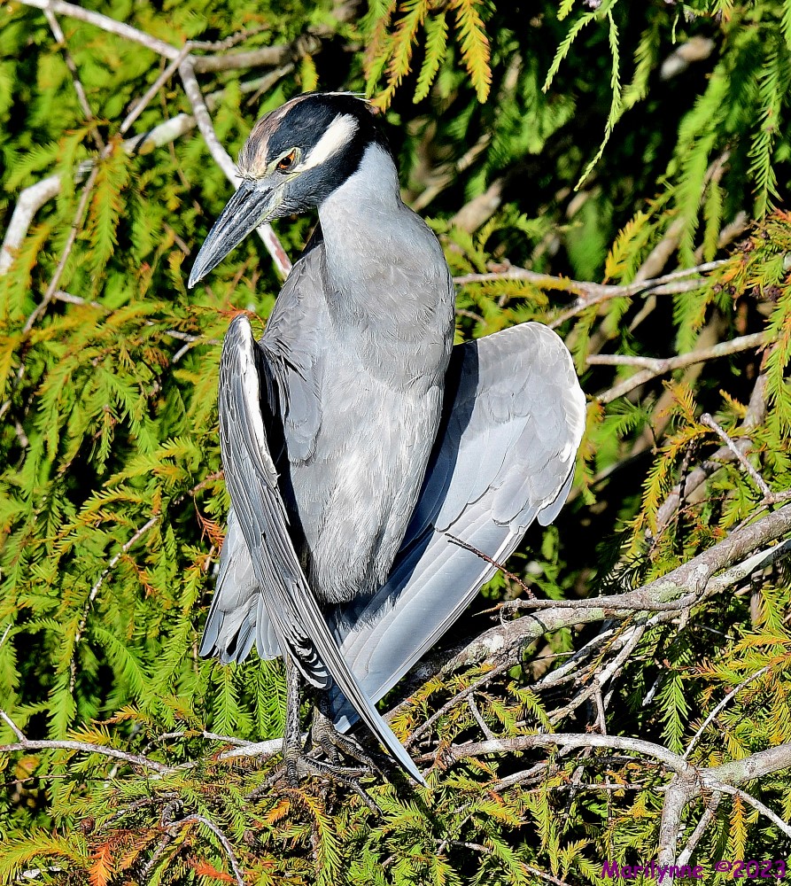 DSC_9842_001.JPG