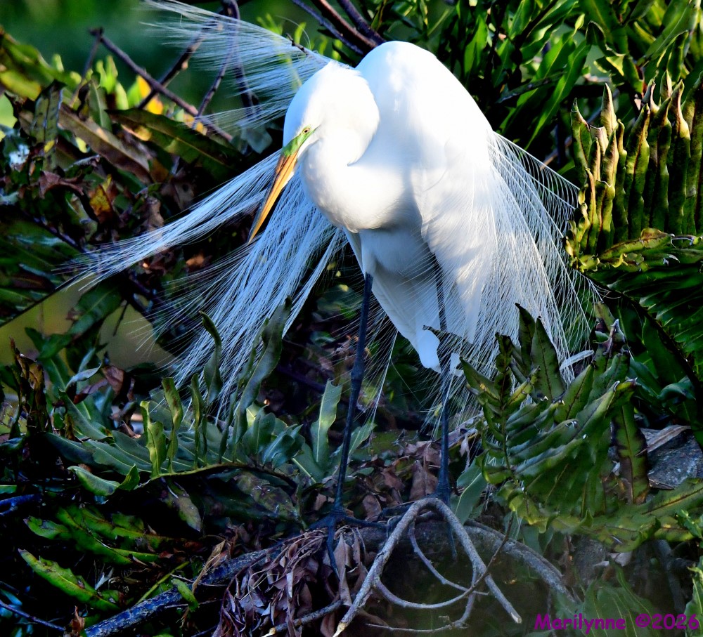 DSC_9843_001.JPG