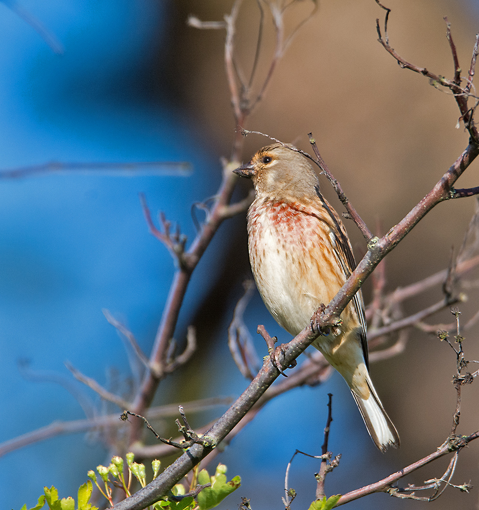 DSC_9845.jpg
