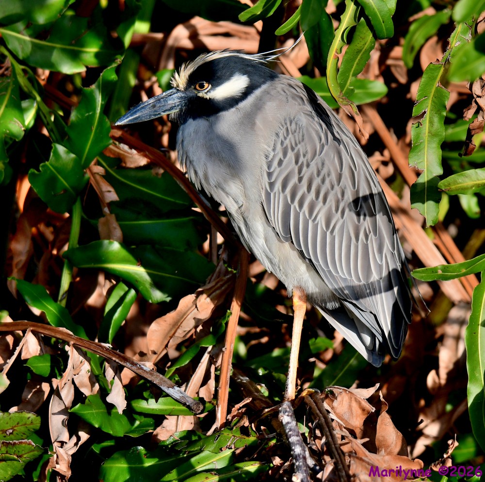 DSC_9849_001.JPG