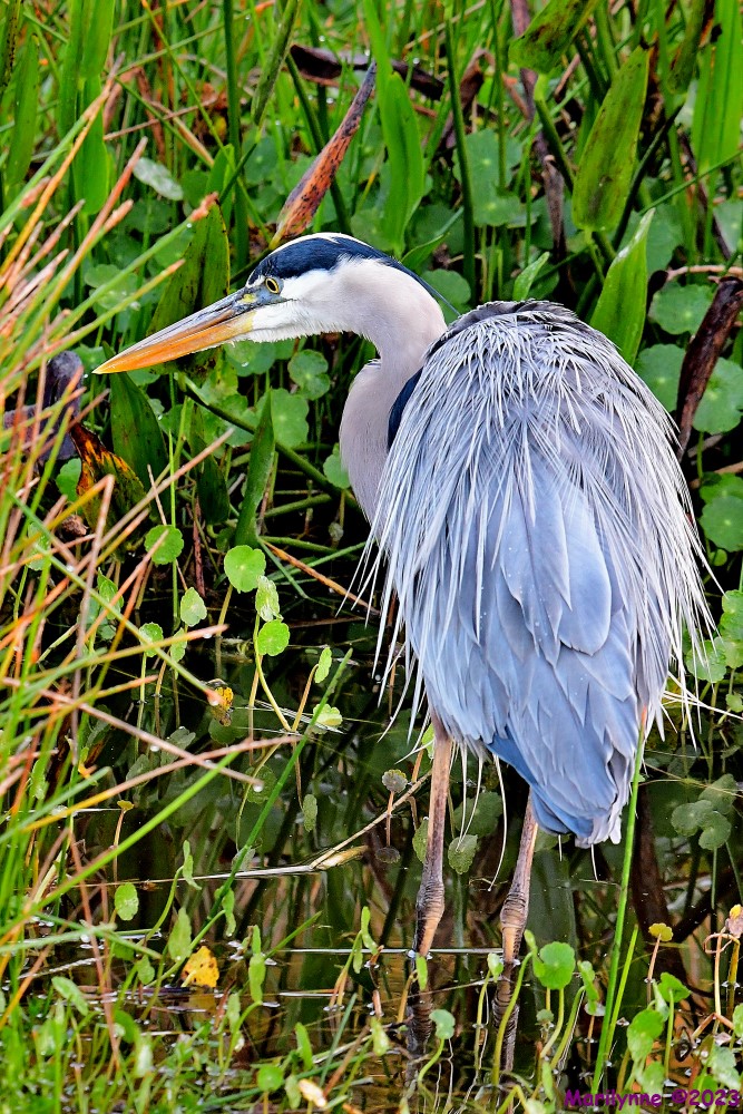 DSC_9850_001.JPG