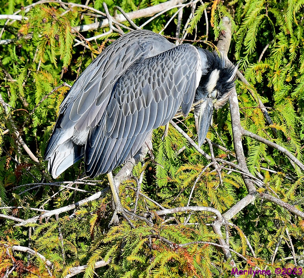 DSC_9850_001.JPG