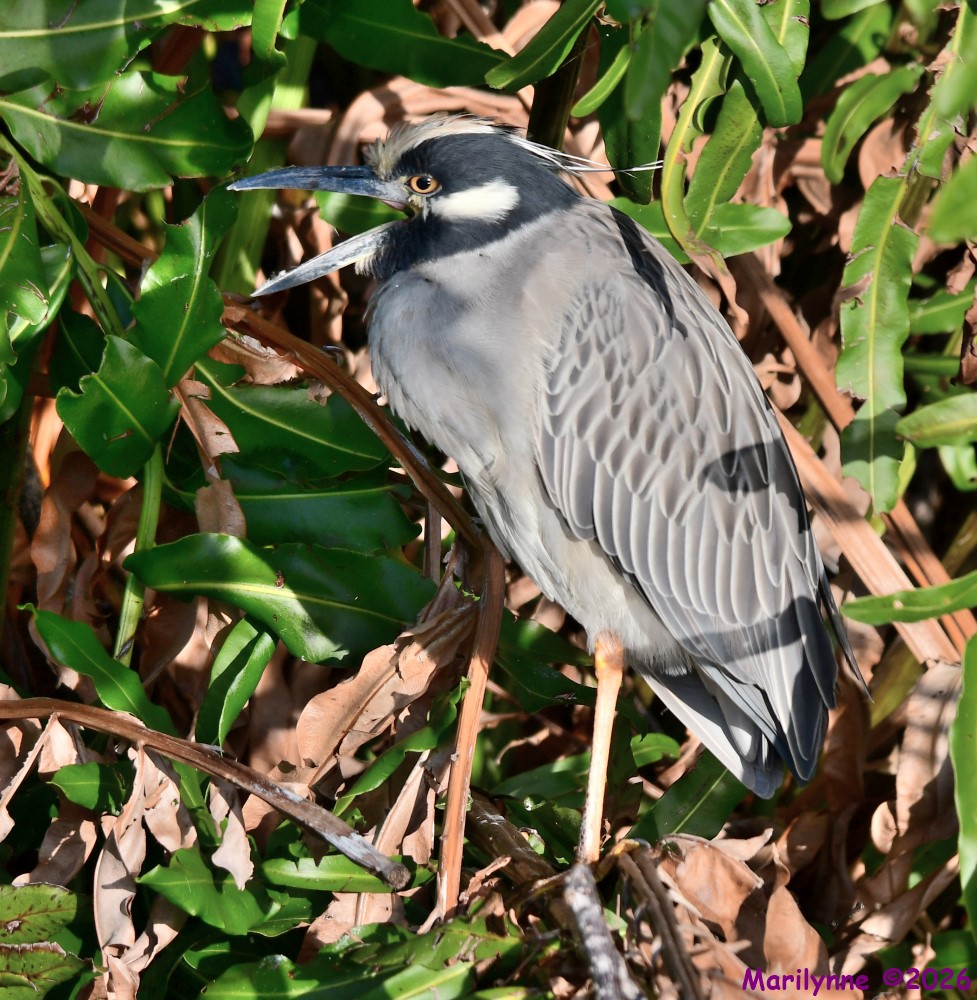 DSC_9853_001.JPG