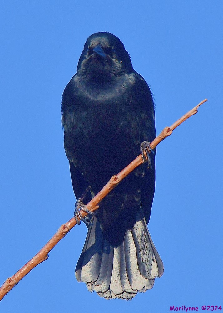 DSC_9855_001.JPG
