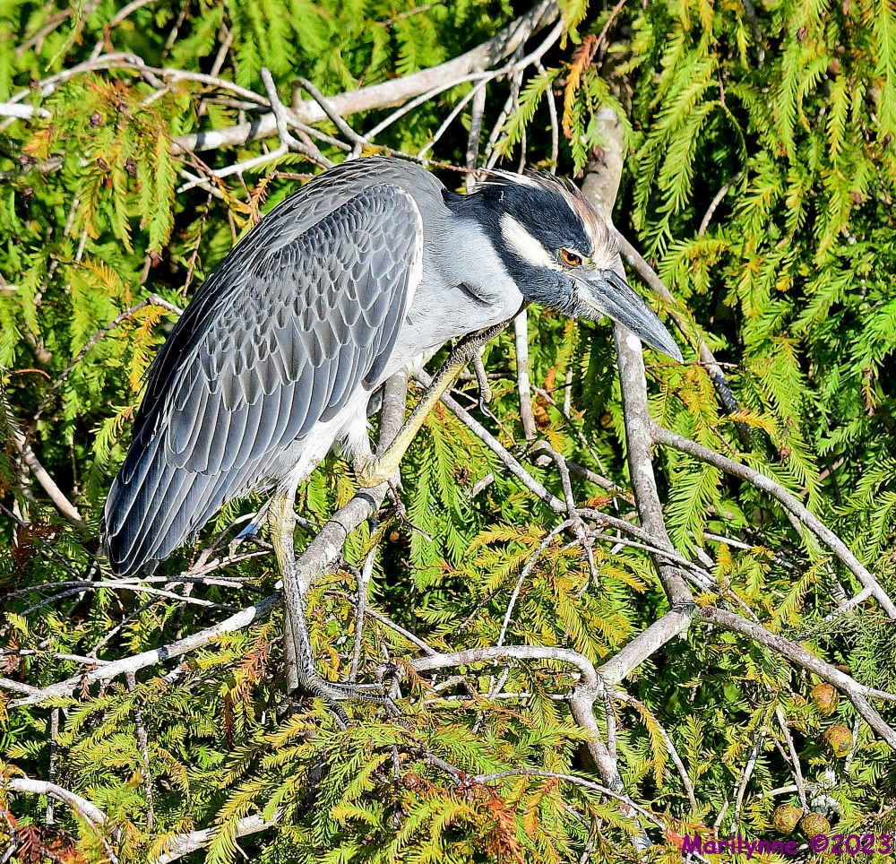 DSC_9856_001.JPG