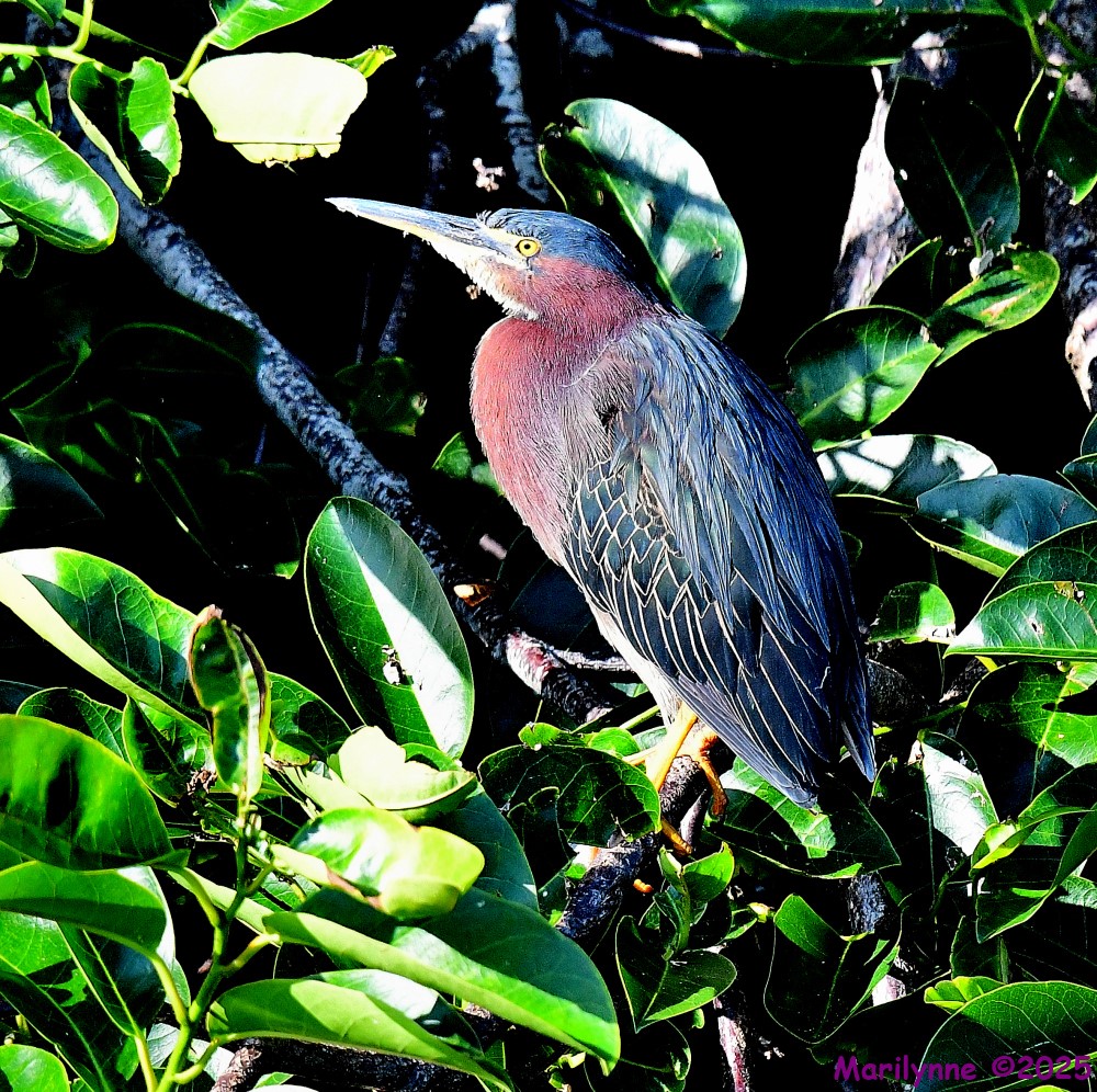 DSC_9857_001.JPG