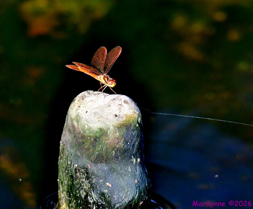 DSC_9858_001.JPG