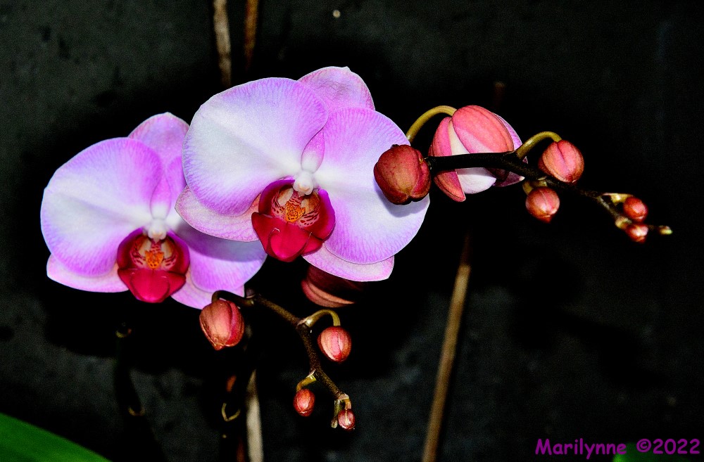 DSC_9860_001.JPG