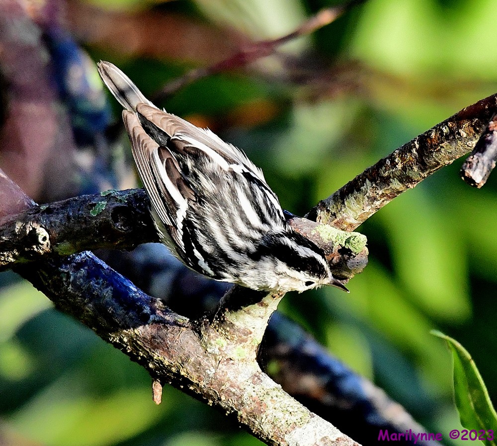 DSC_9860_001.JPG