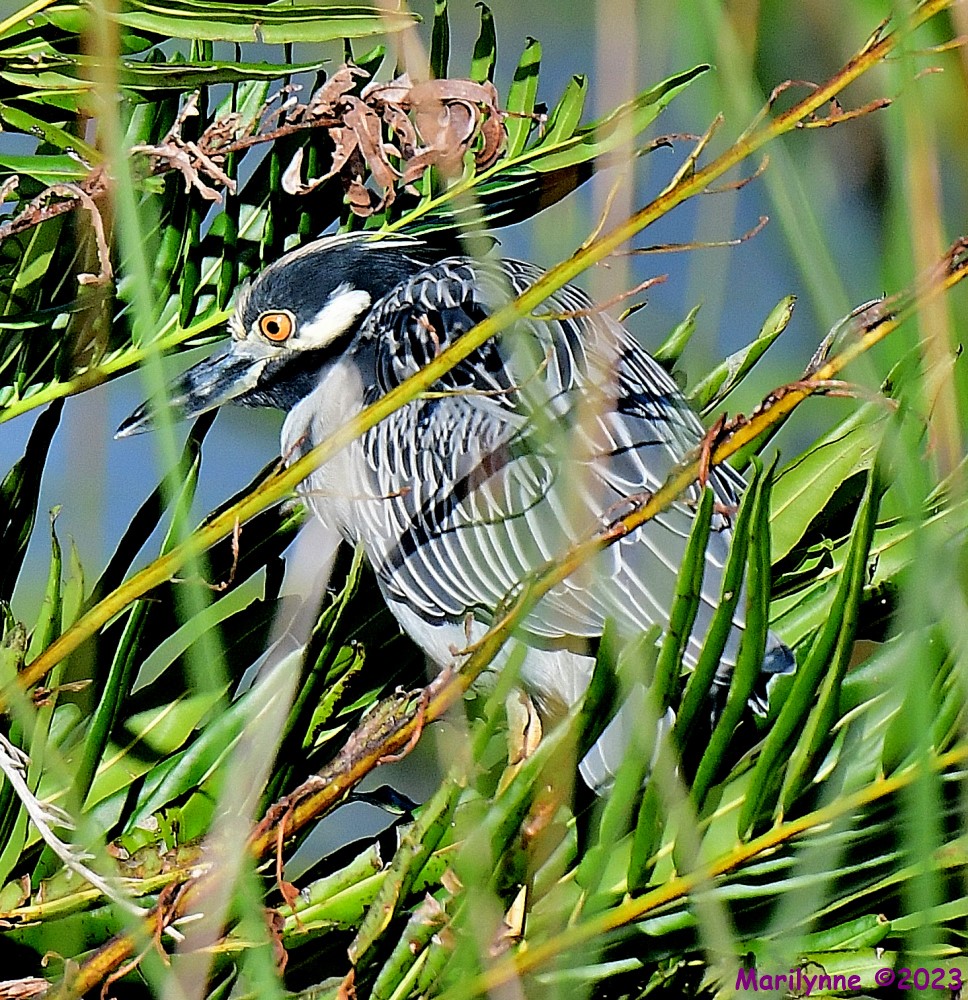 DSC_9860_001.JPG