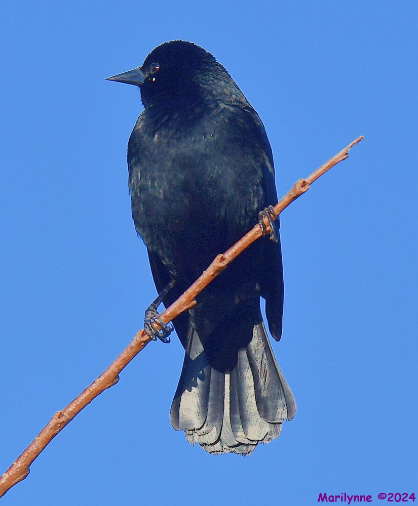 DSC_9860_001.JPG