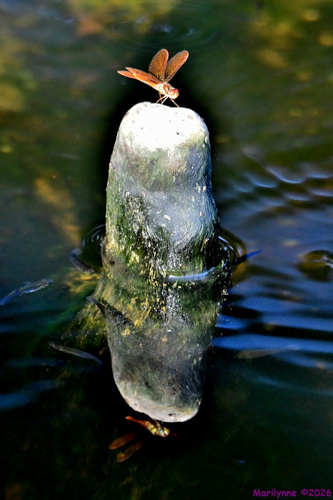 DSC_9861_001.JPG