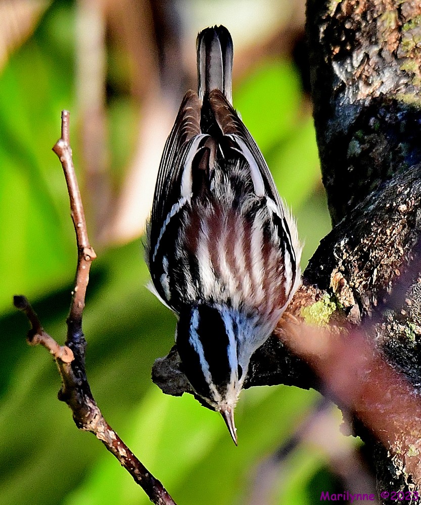 DSC_9862_001.JPG