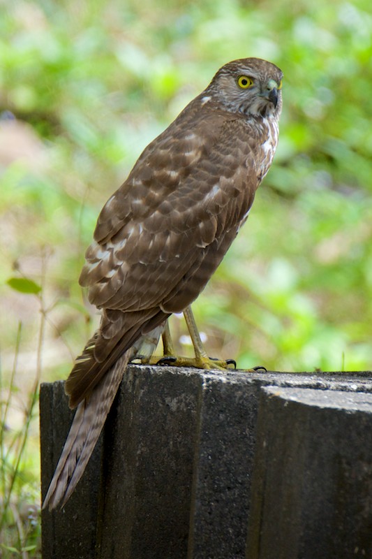 DSC_9863.jpg