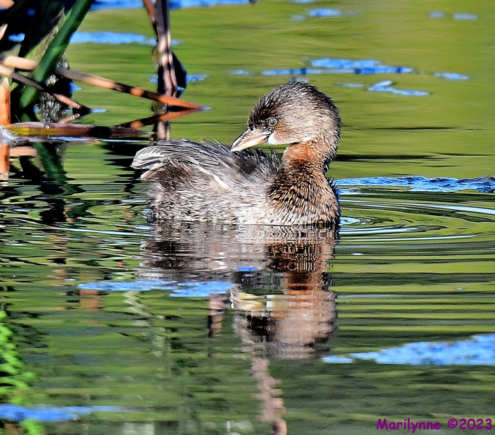 DSC_9863_001.JPG