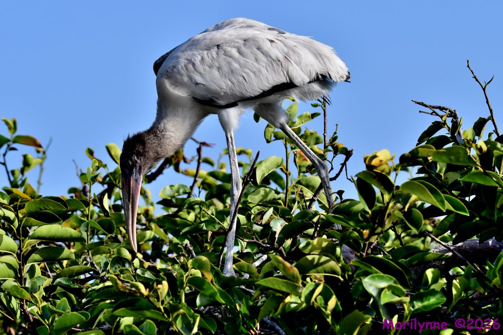 DSC_9865_001.JPG