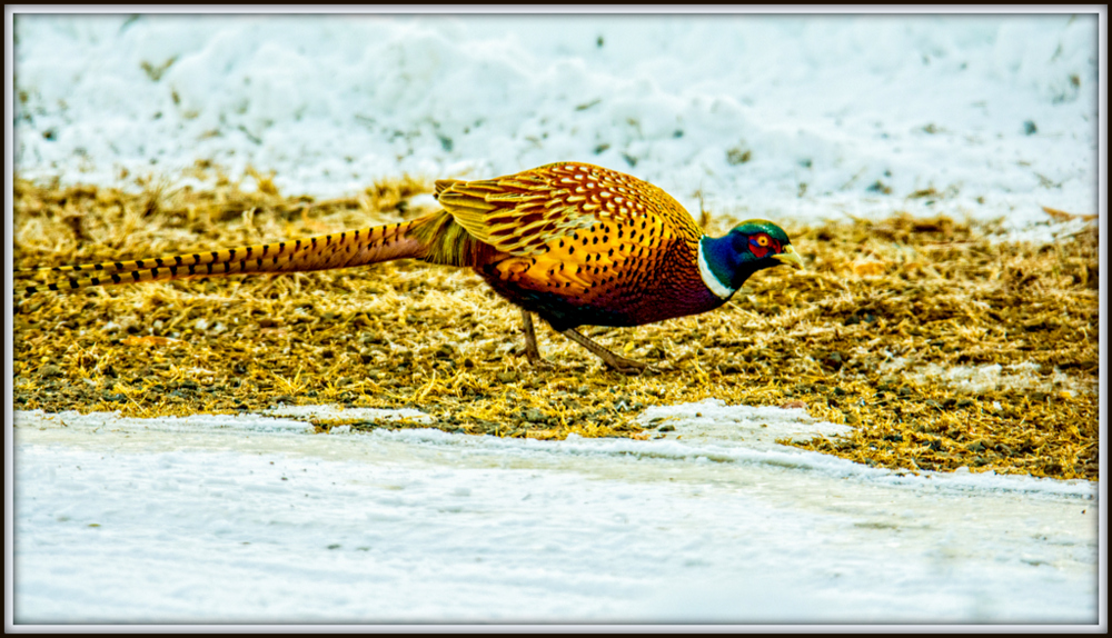 DSC_9866-Edit-Edit.jpg