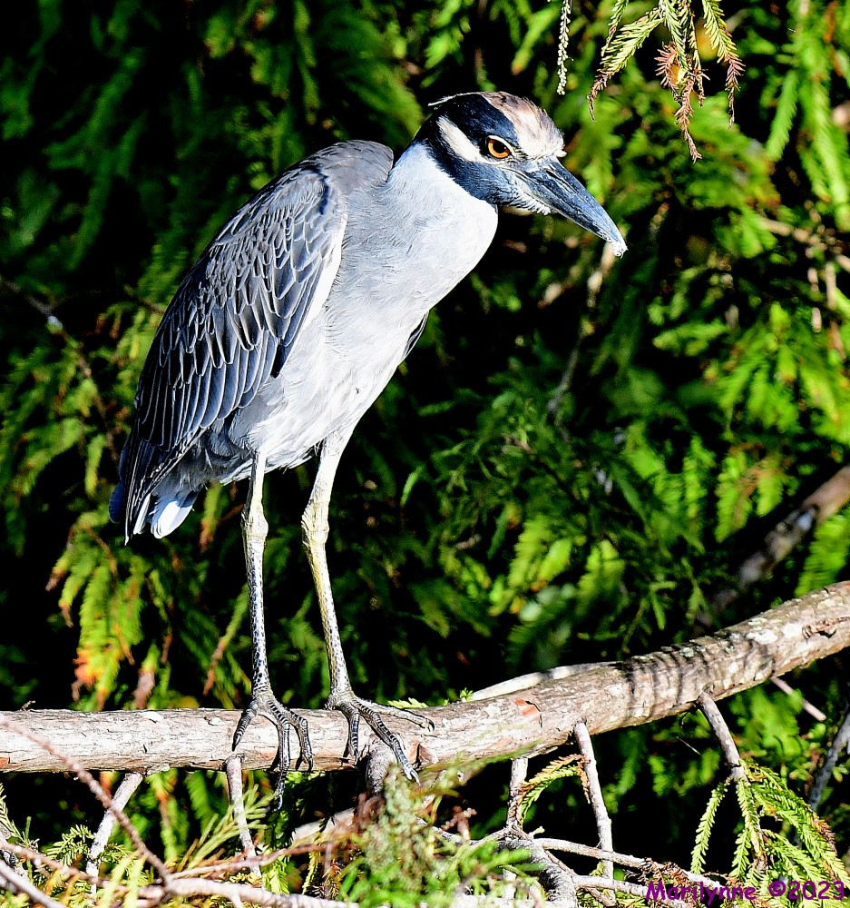 DSC_9866_001.JPG