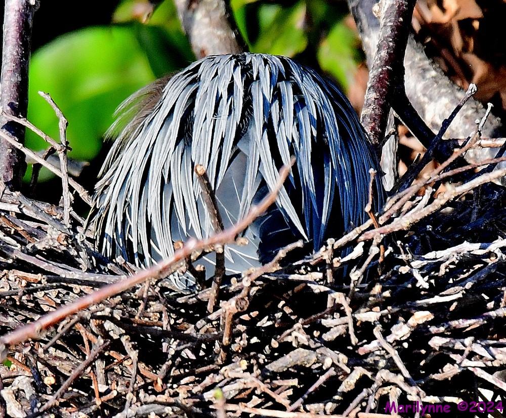 DSC_9867_001.JPG