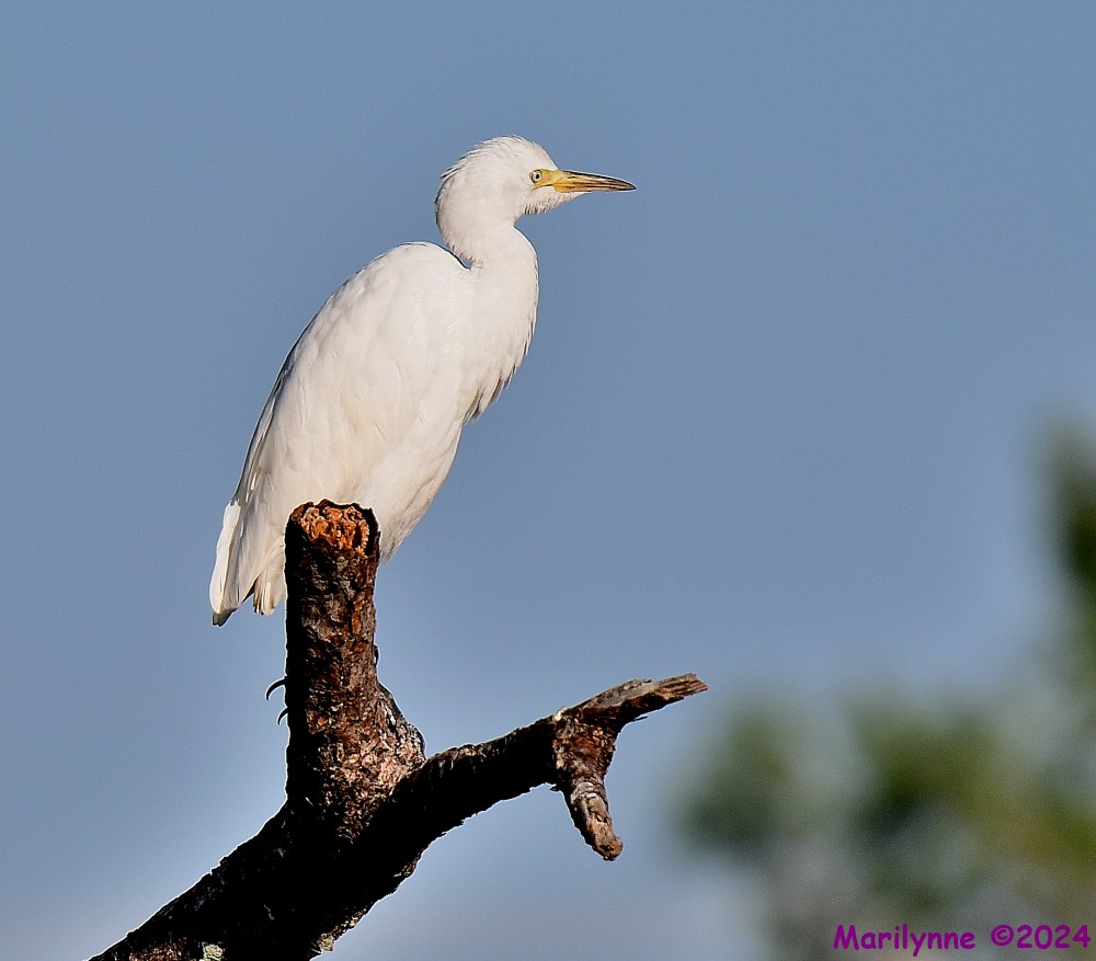 DSC_9867_001.JPG