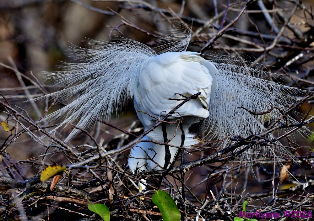 DSC_9867_001.JPG