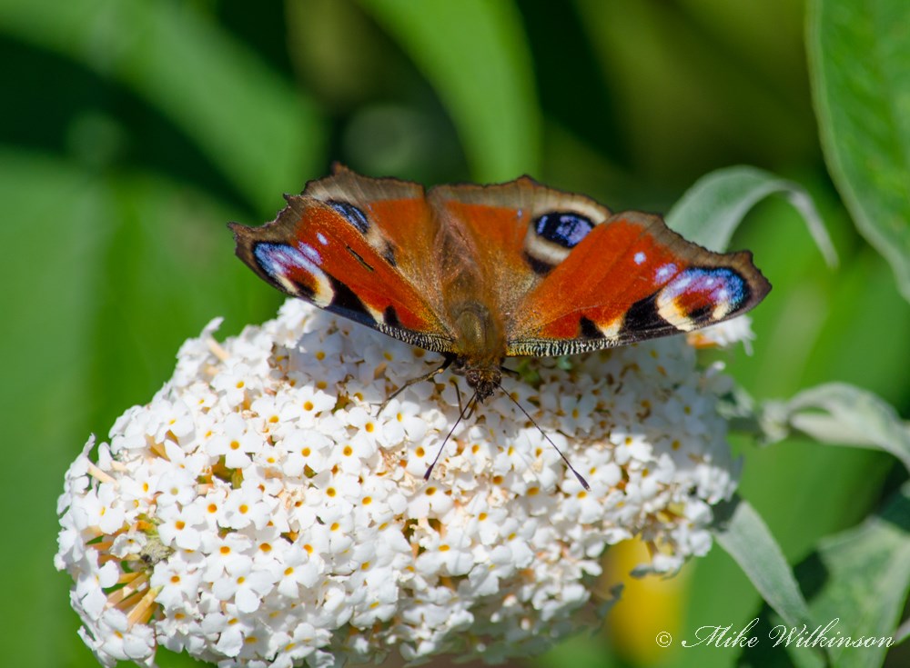 DSC_9868.jpg
