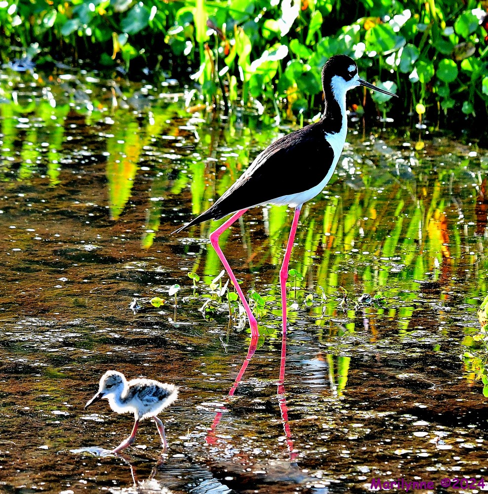 DSC_9868_001.JPG