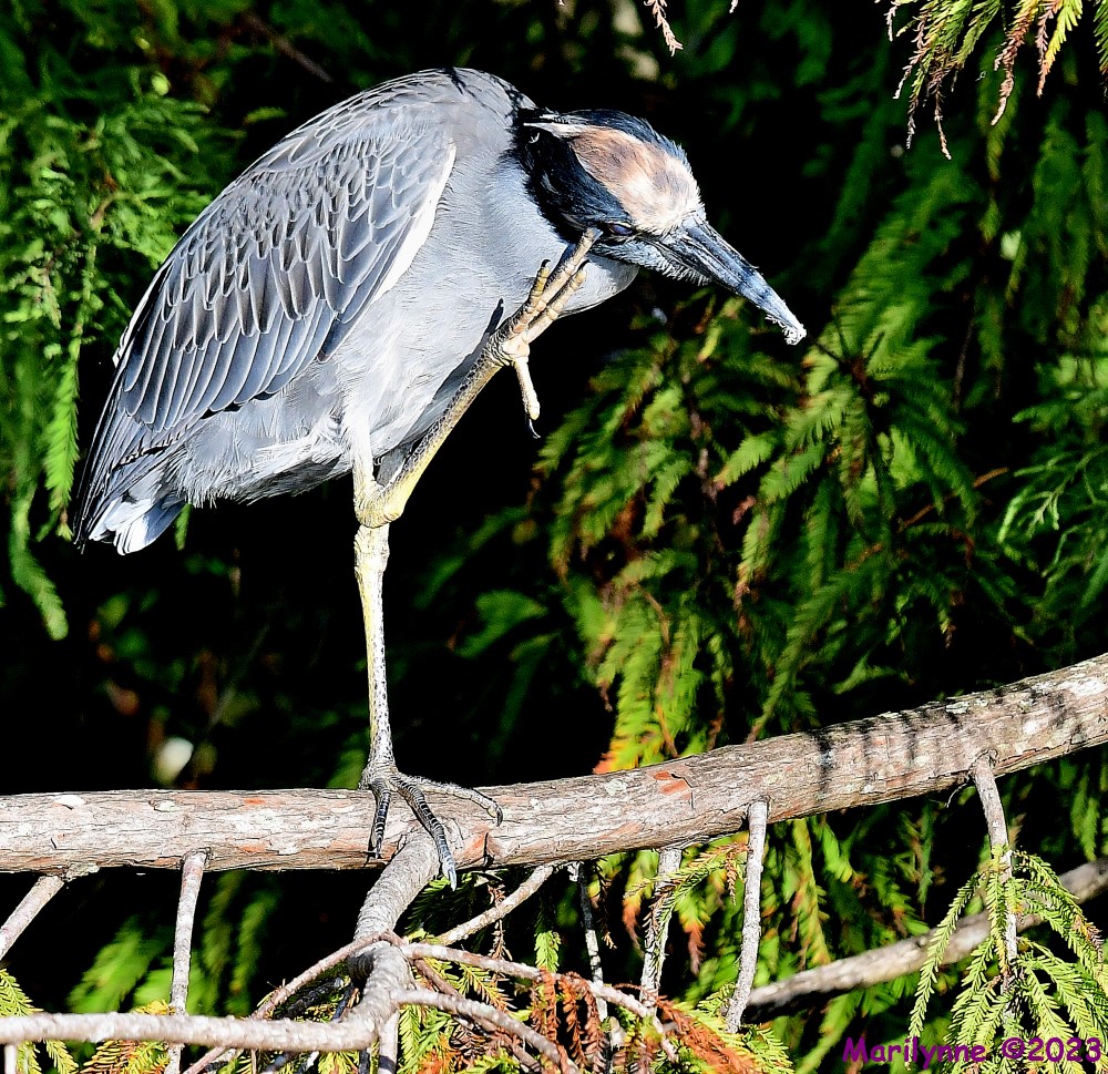 DSC_9869_001.JPG